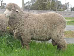 Moorundie Poll Merino Adelaide Sale Rams 2015 Lot 22